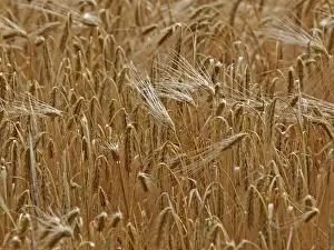 Barley Prints: Picture No. 10891668