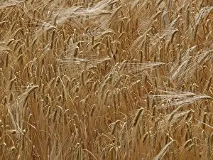 Barley Prints: Picture No. 10891671