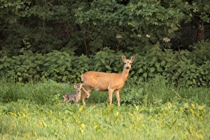 Capreolus Collection: Picture No. 10891672