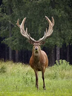 Elaphus Prints: Picture No. 10891673