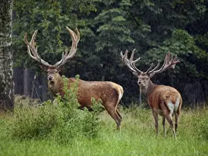 Deer Prints: Picture No. 10891674