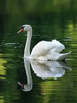 Cygnus Prints: Picture No. 10891679