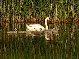Cygnus Prints: Picture No. 10891680