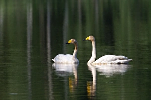 Images Dated 24th June 2012: Picture No. 10891682
