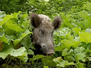 Boar Prints: Picture No. 10891694