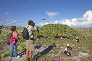 Frigatebird Prints: Picture No. 10891760