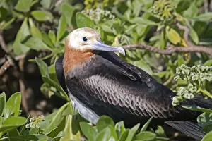 Frigatebird Prints: Picture No. 10891842