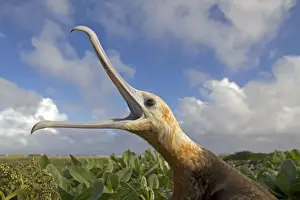 Frigatebird Prints: Picture No. 10891844
