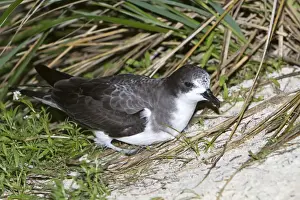 Petrel Prints: Picture No. 10891847