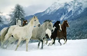 Piebald Prints: Picture No. 10891867