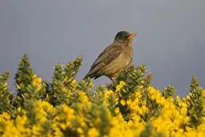 Turdus Prints: Picture No. 10891889