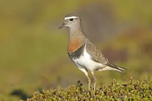 Plover Prints: Picture No. 10891902