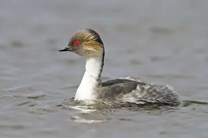 Podiceps Prints: Picture No. 10891930