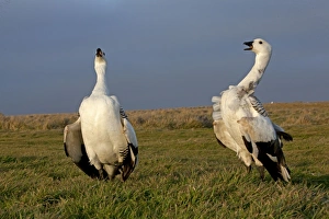 Images Dated 25th October 2010: Picture No. 10891952