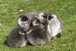 Images Dated 26th October 2010: Picture No. 10891956