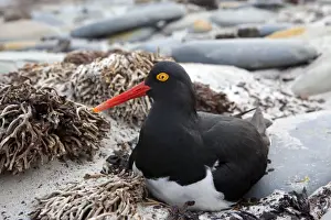 Oystercatcher Prints: Picture No. 10891971
