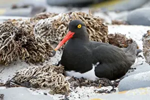 Oystercatcher Prints: Picture No. 10891972