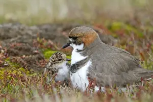 Plover Prints: Picture No. 10891973