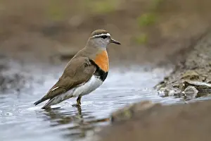 Plover Prints: Picture No. 10891978