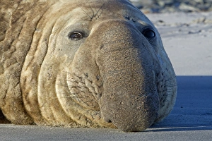 Seals Collection: Picture No. 10892009