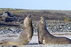 Images Dated 26th October 2010: Picture No. 10892010