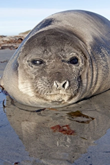 Seals Collection: Picture No. 10892019