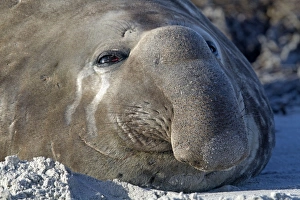 Seals Collection: Picture No. 10892042