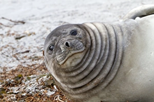 Seals Collection: Picture No. 10892048