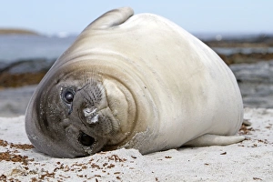Seals Collection: Picture No. 10892054
