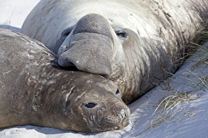 Seals Collection: Picture No. 10892060