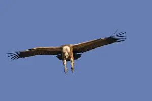 Fulvus Prints: Picture No. 10892108