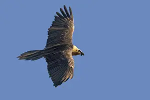 Gypaetus Prints: Picture No. 10892120