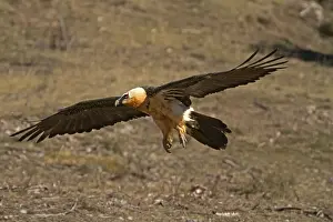 Gypaetus Prints: Picture No. 10892122