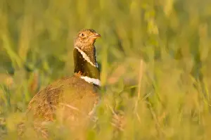 Bustard Prints: Picture No. 10892147