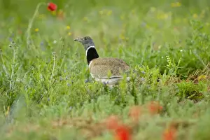 Bustard Prints: Picture No. 10892151