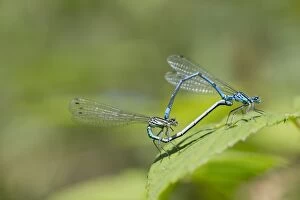 Coenagrion Collection: Picture No. 10892163