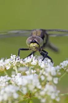 Skimmer Prints: Picture No. 10892166