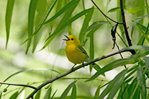 Images Dated 18th April 2012: Picture No. 10892273