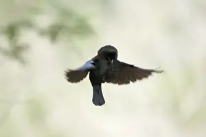 Cowbird Prints: Picture No. 10892278