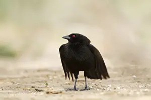 Cowbird Prints: Picture No. 10892281