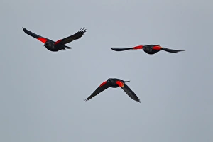 Images Dated 28th April 2012: Picture No. 10892285