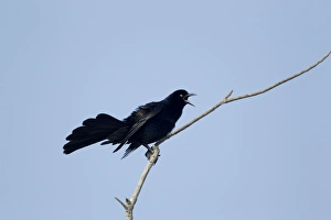 Images Dated 6th May 2012: Picture No. 10892286