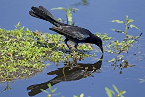 Images Dated 18th April 2012: Picture No. 10892289