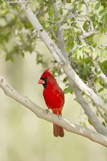Cardinalis Prints: Picture No. 10892301