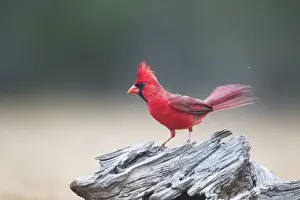 Cardinalis Prints: Picture No. 10892302
