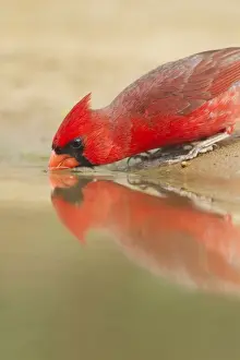 Cardinalis Prints: Picture No. 10892304