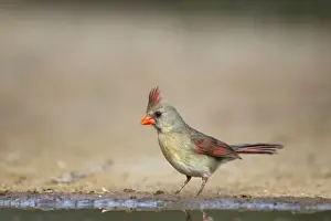 Cardinalis Prints: Picture No. 10892305