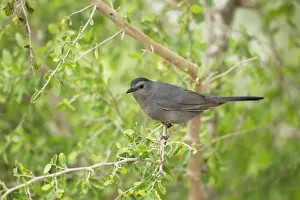Carolinensis Prints: Picture No. 10892308