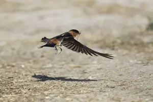Swallow Prints: Picture No. 10892314