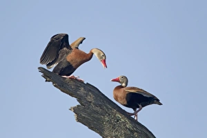 Images Dated 18th April 2012: Picture No. 10892324